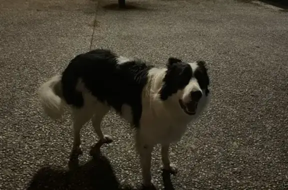 Chien trouvé Rennes, photo: Chien trouvé, Avenue du Canada, Rennes