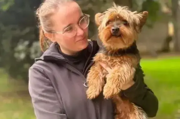Petit chien peureux perdu à La Freslonnière - photo