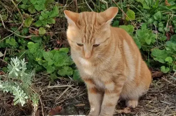 Chat roux trouvé rue des Vignes - photo