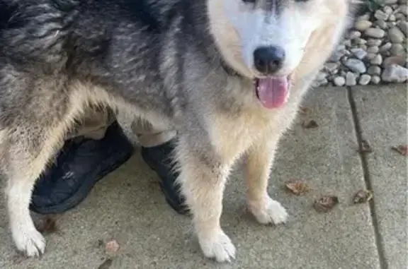 Found Young Husky on Old Cohutta Rd