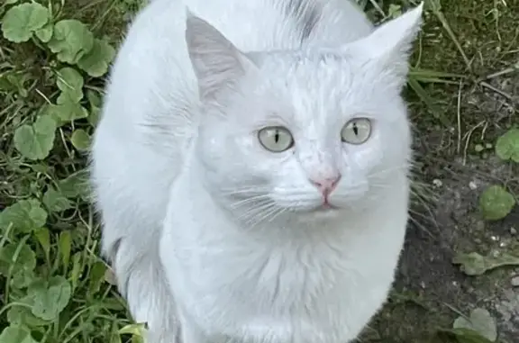 Chat blanc mal en point trouvé à Bezons - photo