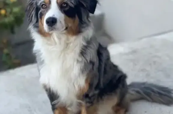 Chienne berger australien perdue à Lierval - photo
