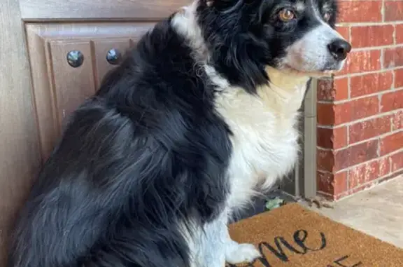 Lost Border Collie Boomer - OKC Help!