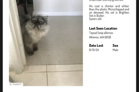 Lost Grey Persian Cat in Wanneroo