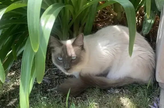 Animaux perdus , photo: Chat Ragdoll 18 mois perdu à Roquefort