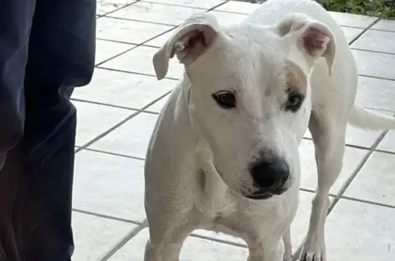 Chienne blanche tachetée trouvée à Roussillon - photo