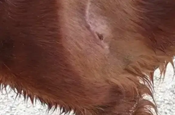 Chien trouvé Nouvelle-Aquitaine, photo: Chien trouvé près de l'écluse à Sainte-Marie