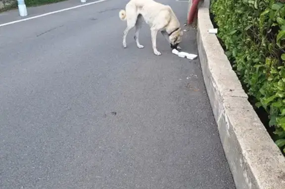 Chien errant affamé à Tourrettes-sur-Loup - photo