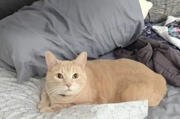 Lost Orange Cat: Large, Green Collar