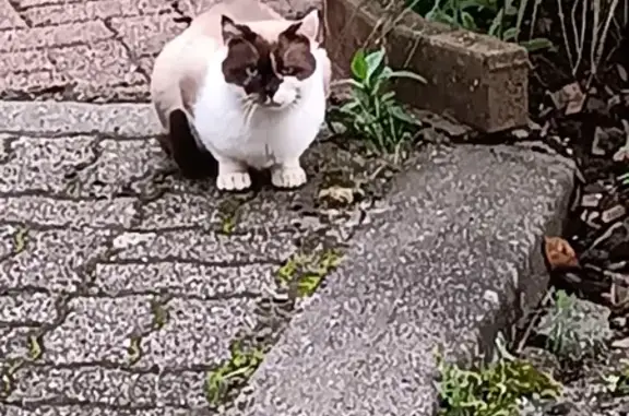 Animaux trouvés , photo: Chat trouvé : craintif mais sociable