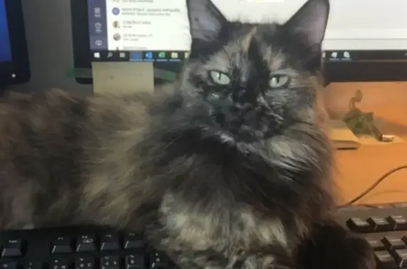 Chatte disparue à Saint-Jean-du-Thenney - photo