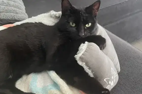 Chat perdu, Corps-Nuds, photo: Chatte noire disparue à Corps-Nuds