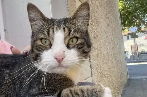 Chat sans collier trouvé à Belpech - photo