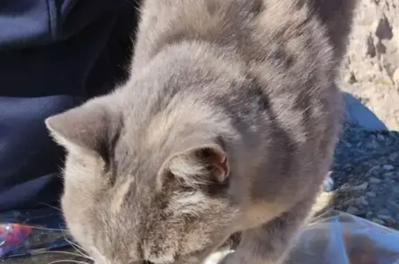 Chat gris docile trouvé à Marseille - photo