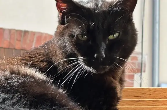 Animaux perdus Charavines, photo: Chat noir européen disparu à Charavines