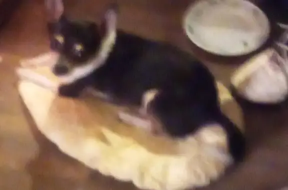 Lost: Friendly Chihuahua Ringo in Sylacauga