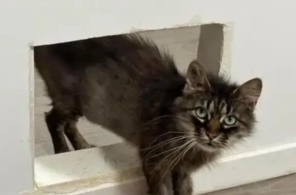 Chat disparue, tatouée, Rue des Pâquis - photo