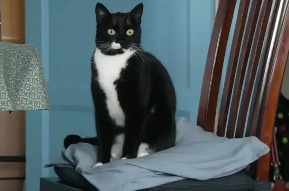 Animaux perdus , photo: Chat Mallow perdu, souvent en vadrouille