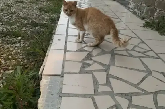 Chat trouvé à Souleuvre en Bocage - photo