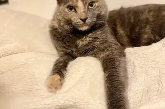 Lost Diluted Tortie Cat in St. Clair Shores