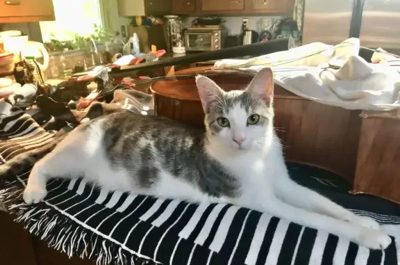 Lost Gray & White Cat on Flintridge Dr