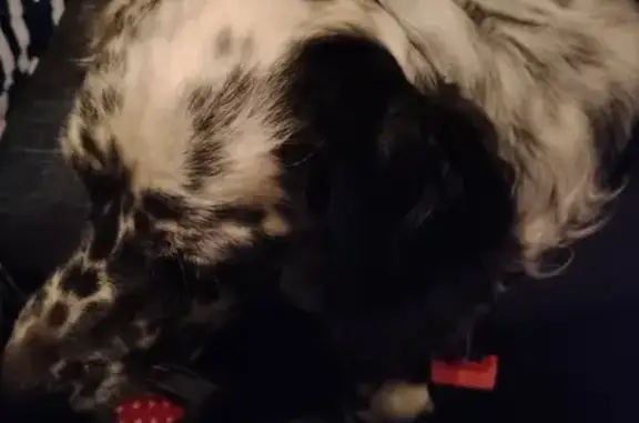 Setter Anglais mâle trouvé à Objat - photo