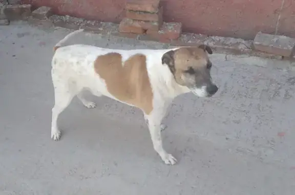 Perro perdido: mestizo mayor con mancha de corazón