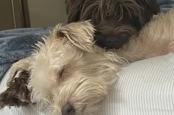 Help Find Our Lost Schnauzers in Atlanta!