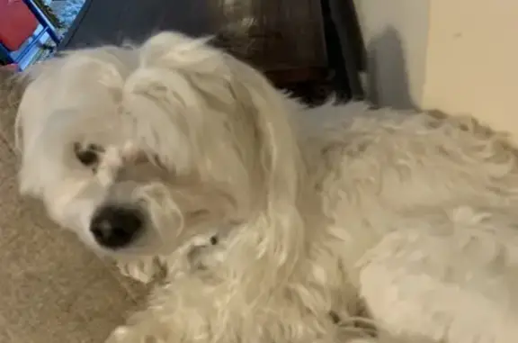 Lost Maltese: White Male, McDonough 1013