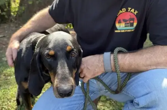 Found Female Hound: Cartersville, GA