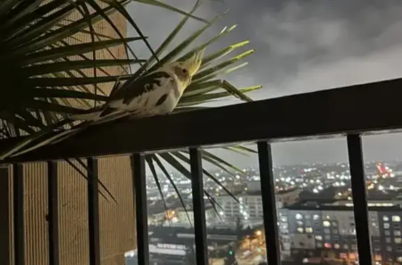 Lost Cockatiel Found at Cara Cara Rooftop