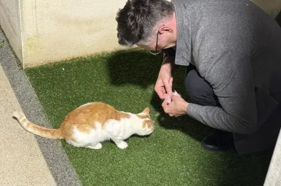 Chat trouvé, Rue de Mulhouse, Épernay - photo