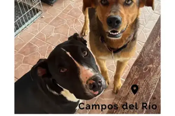 ¡Perros Perdidos en Campos del Río!