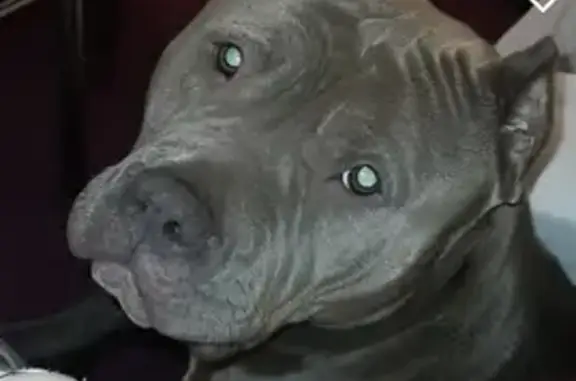 Chien bully gris perdu à Saint-Ouen-sur-Iton - photo