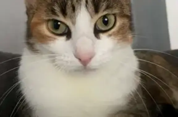 Chat perdu, Diebling, photo: Chatte tricolore 2 ans disparue à Diebling
