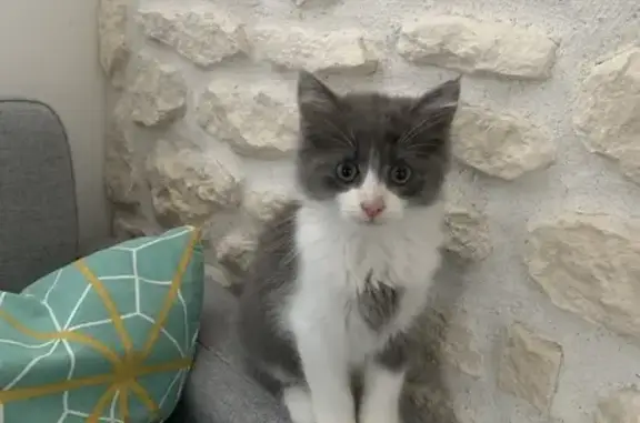 Chat perdu, La Rochelle, photo: Chaton blanc/gris perdu à La Rochelle