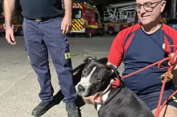 Cachorro Juguetón Encontrado en Sevilla