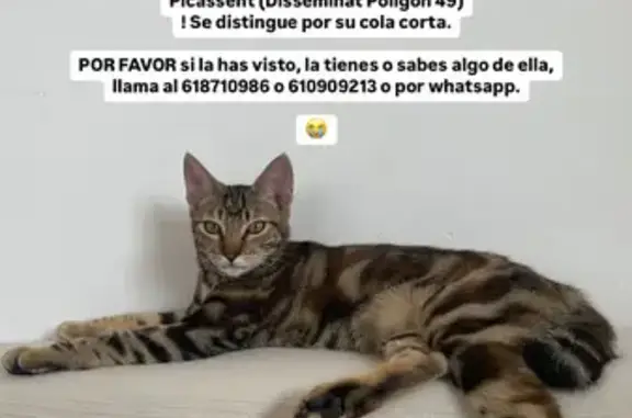 ¡Ayuda! Gato Perdido en Picasent