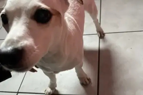 Chien trouvé devant la gendarmerie à 22h - photo