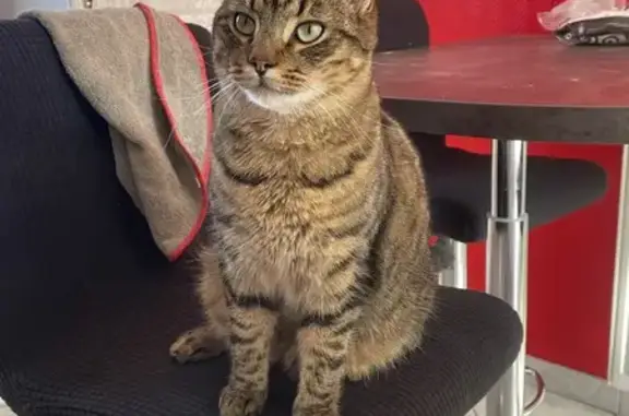 Chat perdu, , photo: Chat perdu : Tiwi, tigré/marron, 2 ans