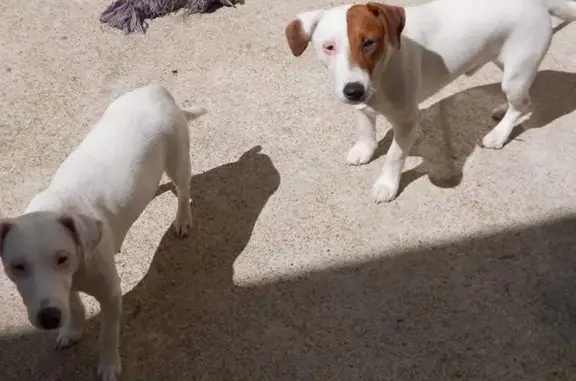 Chien perdu Yvetot, photo : Chien Jack Russell perdu à Yvetot