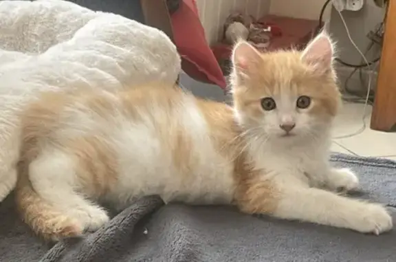 Chaton roux et blanc perdu à Étaules - photo