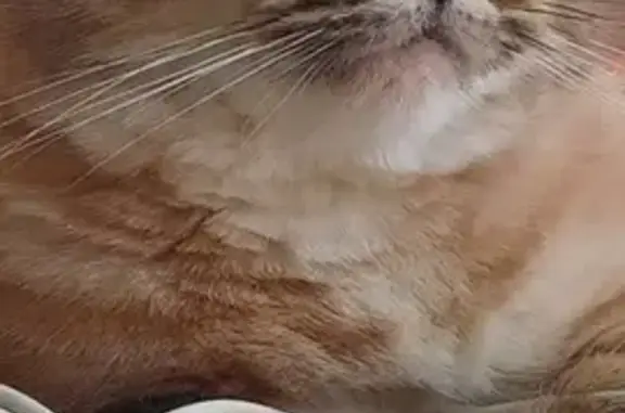 Animaux perdus Saint-Cyr-l'École, photo: Chat disparu à Saint-Cyr-l'École