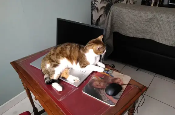 Animaux perdus Besançon, photo: Chatte craintive disparue à Besançon