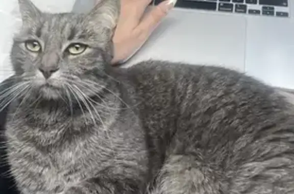 Animaux perdus Brunoy, photo: Chatte tigrée disparue à Brunoy