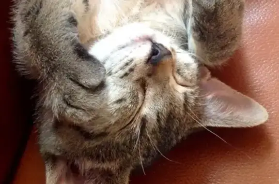 Animaux perdus , photo: Chat tigré gris perdu à Bellevigne