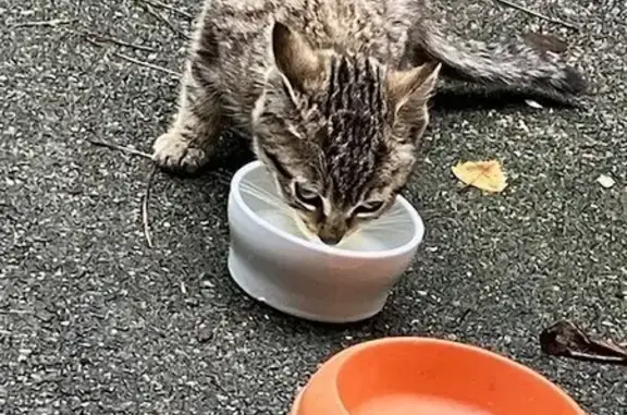 Chaton gris tigré trouvé affamé à Sainte-Luce - photo
