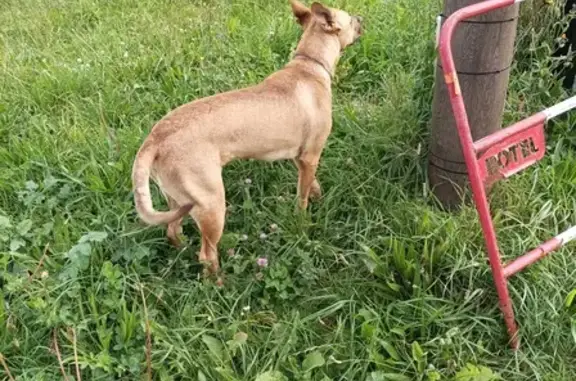 Chien trouvé à Maisnil-lès-Ruitz - photo