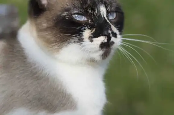 ¡Ayuda! Gata Siamés Perdida en La Línea