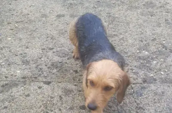 Chien trouvé , photo: Chienne basset marron trouvée à Villematier